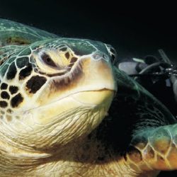 CURSO DE BUCEO NOCTURNO